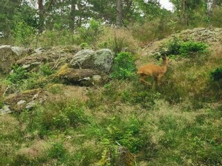 Vakantiehuis Färgelanda  16