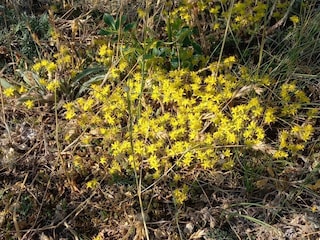 Ferienhaus Löttorp  29
