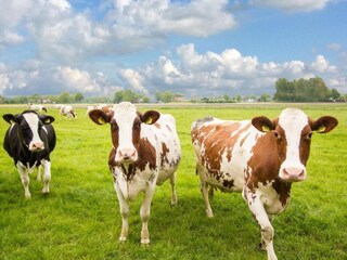 Bungalow Holten Environnement 37