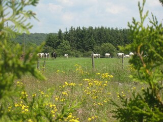 Type de propriété : Ferme Chimay Environnement 38