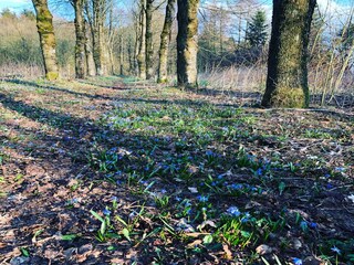 Casa per le vacanze Burg-Reuland Ambiente 38