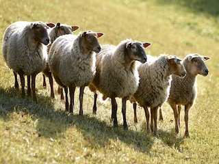 Ferienhaus Nieuwvliet Umgebung 31