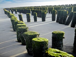 Maison de vacances Nieuwvliet Environnement 38