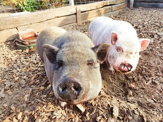 Casale Lichtervelde Registrazione all'aperto 9