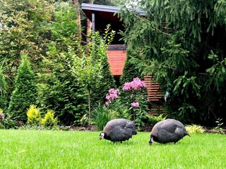 Cottage Zentral- und Ostpolen Außenaufnahme 14