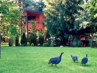 Holiday cottage Zentral- und Ostpolen Outdoor Recording 10