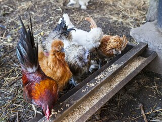 Cottage Zentral- und Ostpolen  51