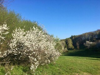 Vakantiehuis Rübenau Omgeving 21