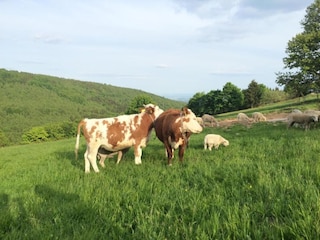 Ferienhaus Rübenau Umgebung 34