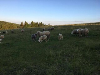Maison de vacances Rübenau Environnement 25