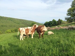 Vakantiehuis Rübenau Omgeving 33