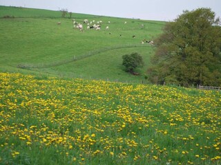 Maison de vacances Houffalize Environnement 31