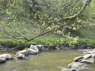 Ferienhaus Fauvillers Außenaufnahme 8