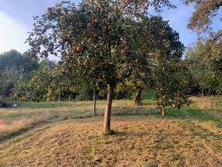 Casa per le vacanze Thimister-Clermont  36