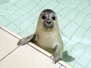 Vakantiehuis Den Burg Omgeving 28