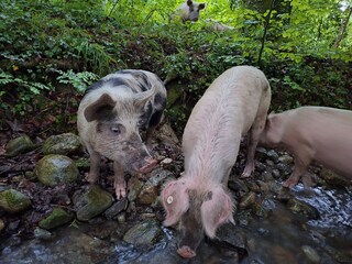 Granja orgánica Wackersberg Entorno 11