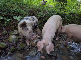 Schweine in der Natur