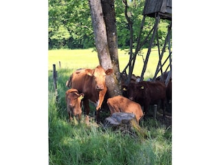 Granja orgánica Wackersberg Entorno 12