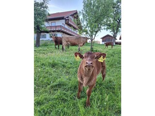 Granja orgánica Wackersberg Entorno 13