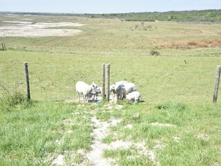 Casa de vacaciones Nieuwvliet Entorno 26