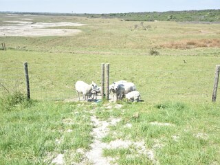 Holiday house Nieuwvliet Environment 25