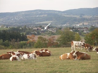Maison de vacances Železný Brod Environnement 34
