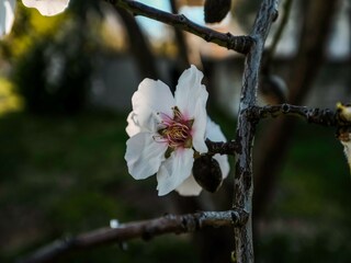 Maison de vacances Chalkoutsi  37
