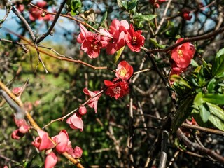 Maison de vacances Chalkoutsi  38