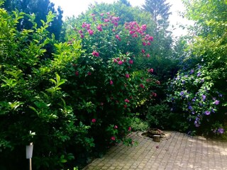 Chalet Putten Buitenaudio-opname 8