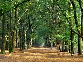 Chalet Putten Environnement 26