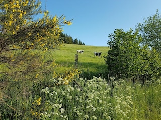 Holiday house Auw bei Prüm Environment 41