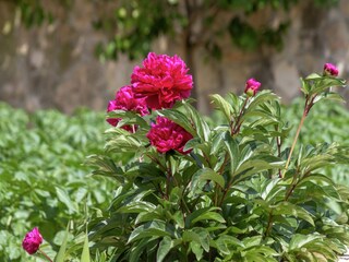 Appartamento Kaštel Stari Registrazione all'aperto 5