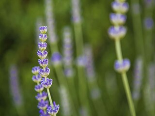 Appartement Gata  32