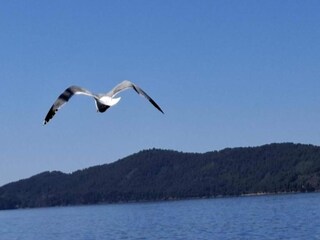 Appartement Petrcane Environnement 32