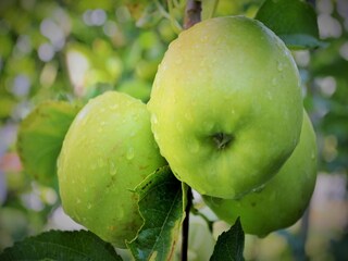 Appartement Gata  35