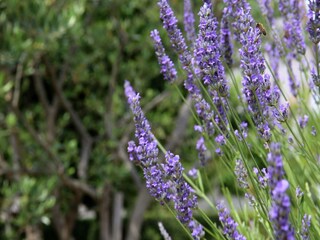 Appartamento Kaštel Stari  25