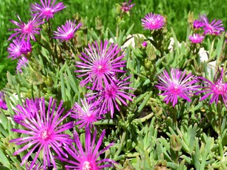 Villa Dicmo Registrazione all'aperto 9