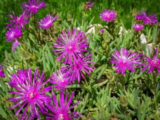 Villa Dicmo Omgeving 34