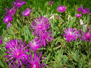 Villa Dicmo Environnement 35