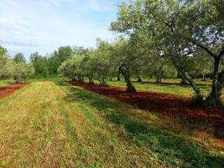 Holiday house Brtonigla Environment 34