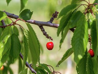Appartamento Kaštel Stari  37