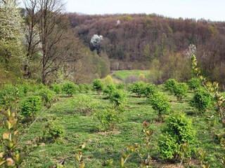 Ferienhaus Crna Luka Umgebung 22