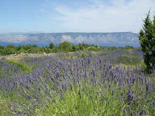 Villa Hvar (Stadt) Environnement 31
