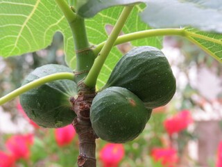 Appartement Mandre Buitenaudio-opname 9