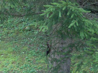 Vakantiehuis Moravice Buitenaudio-opname 5