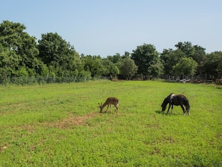 Ferienhaus Vodnjan  23