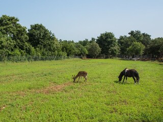 Holiday house Vodnjan  23