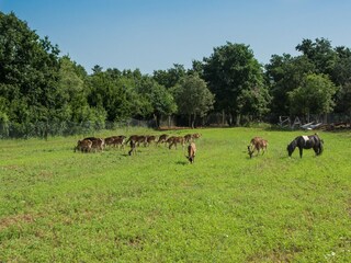 Ferienhaus Vodnjan  22