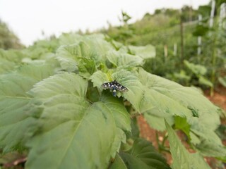 Villa Gornji Poličnik Environment 31