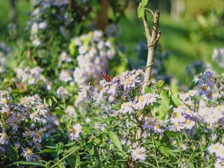 Casa de vacaciones Pišece  30